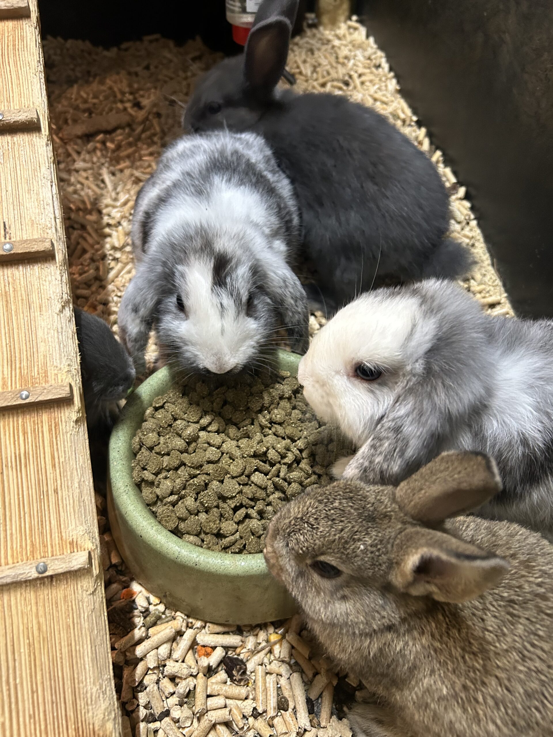 Přijďte si pohladit králíčka – a rovnou si ho můžete odnést domů